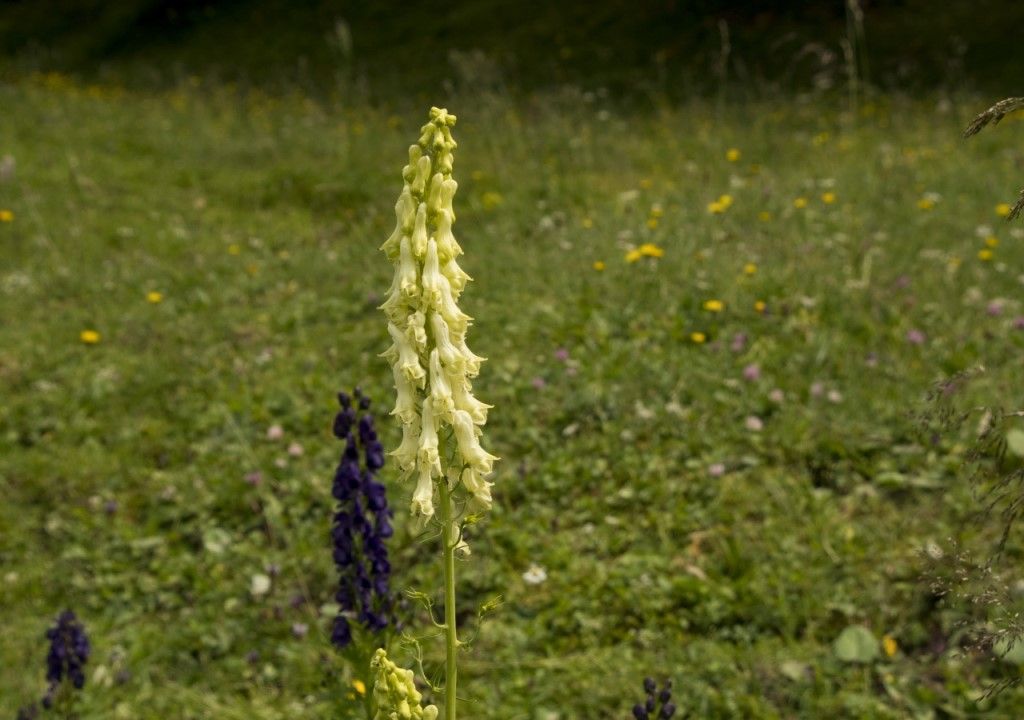 Aiuto per identificazione (3)