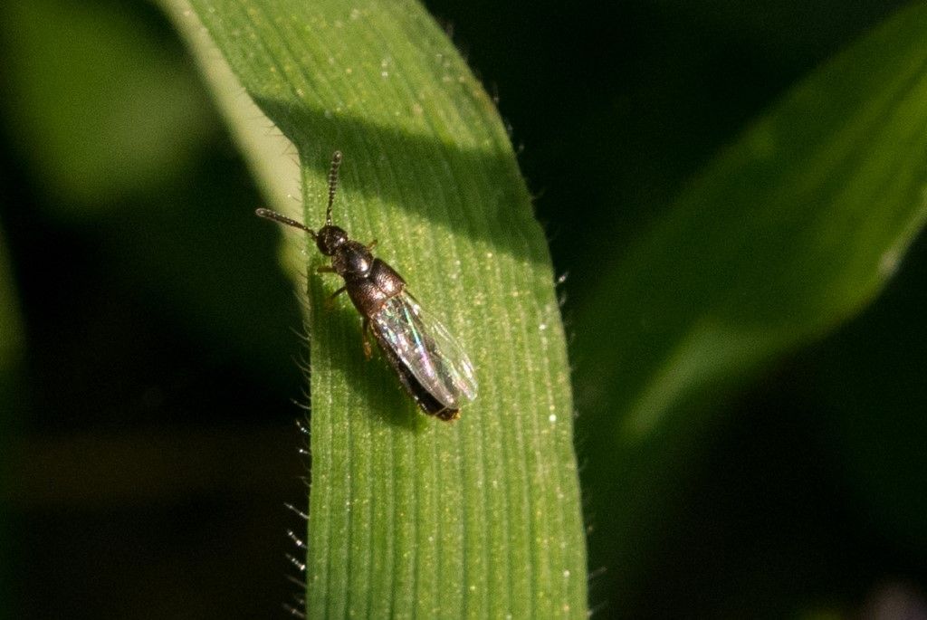 Aiuto per identificazione