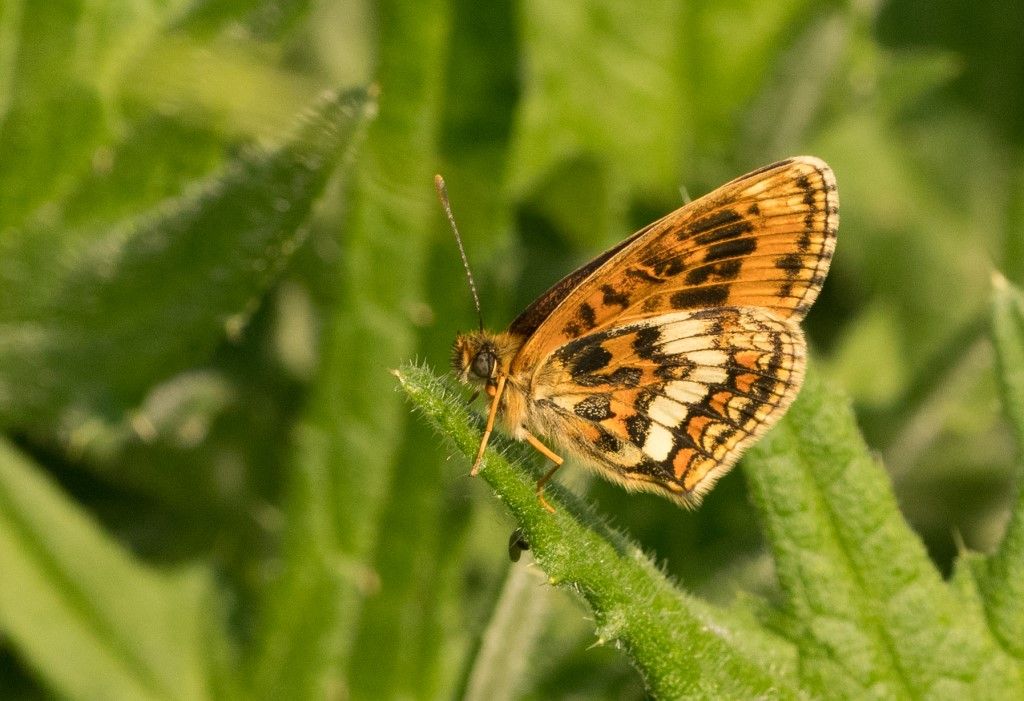 Aiuto per identificazione (melitaea athalia ?)