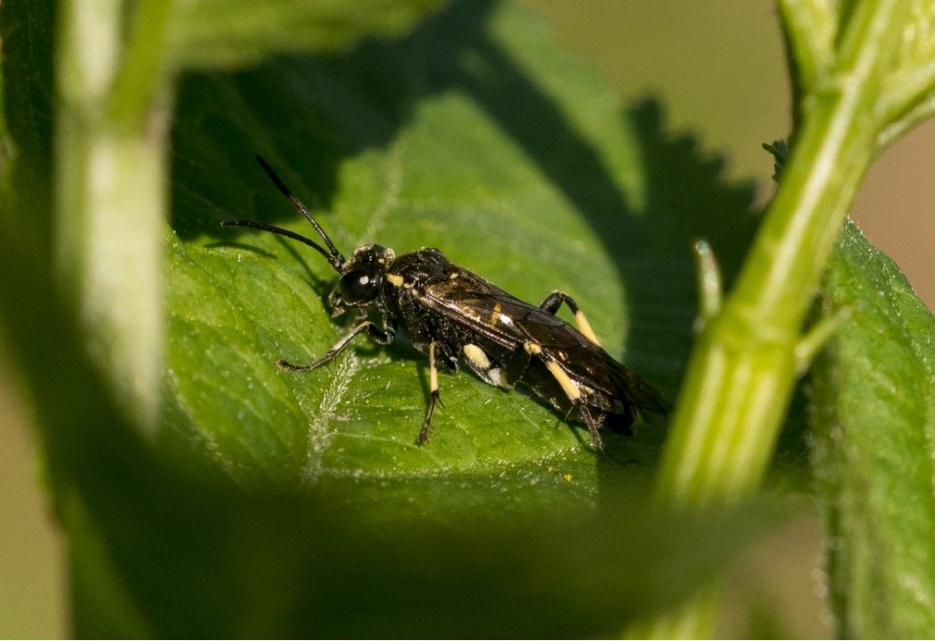 Macrophya alboannulata ?