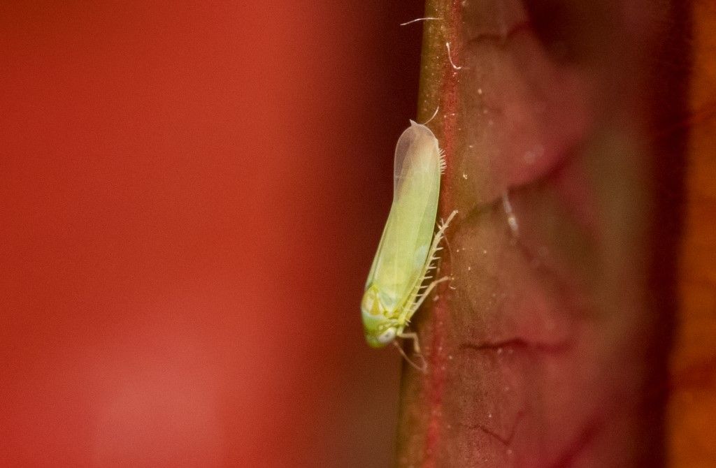 Cicadellidae da identificare . Empoasca fabae?