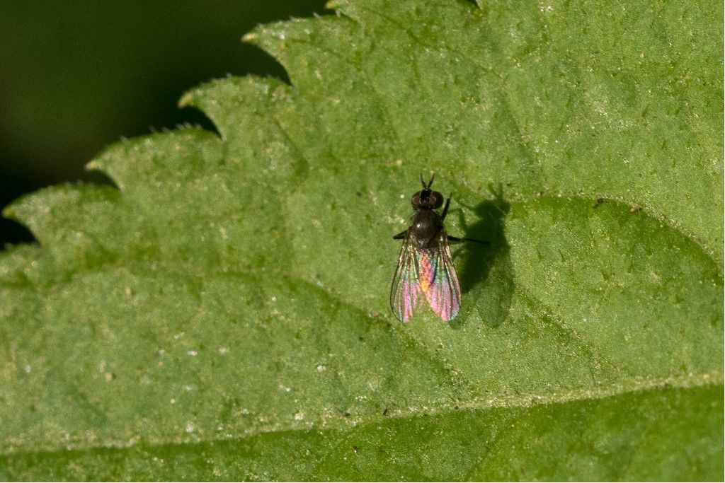 Diptera da identificare
