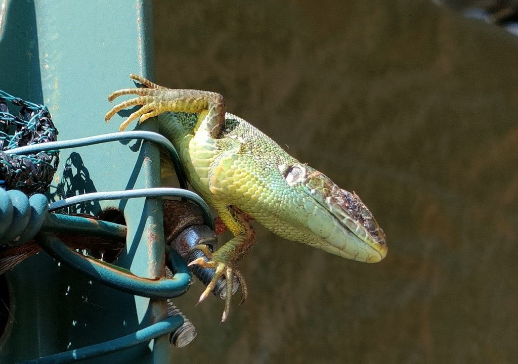 Aiuto per identificazione (ramarro ?)
