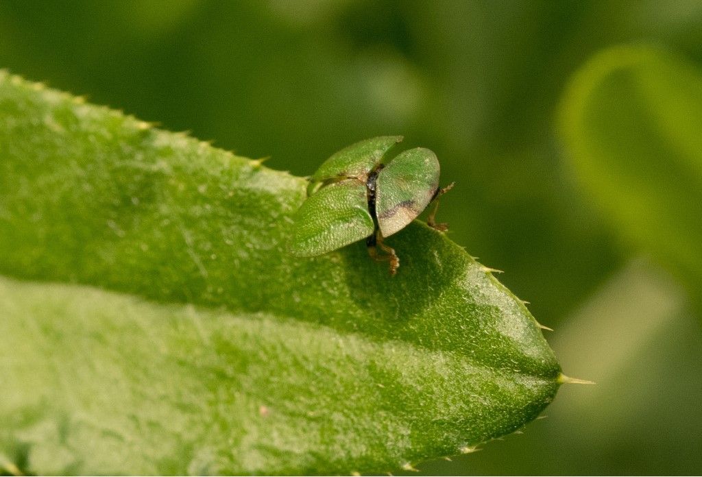 Cassida da identificare