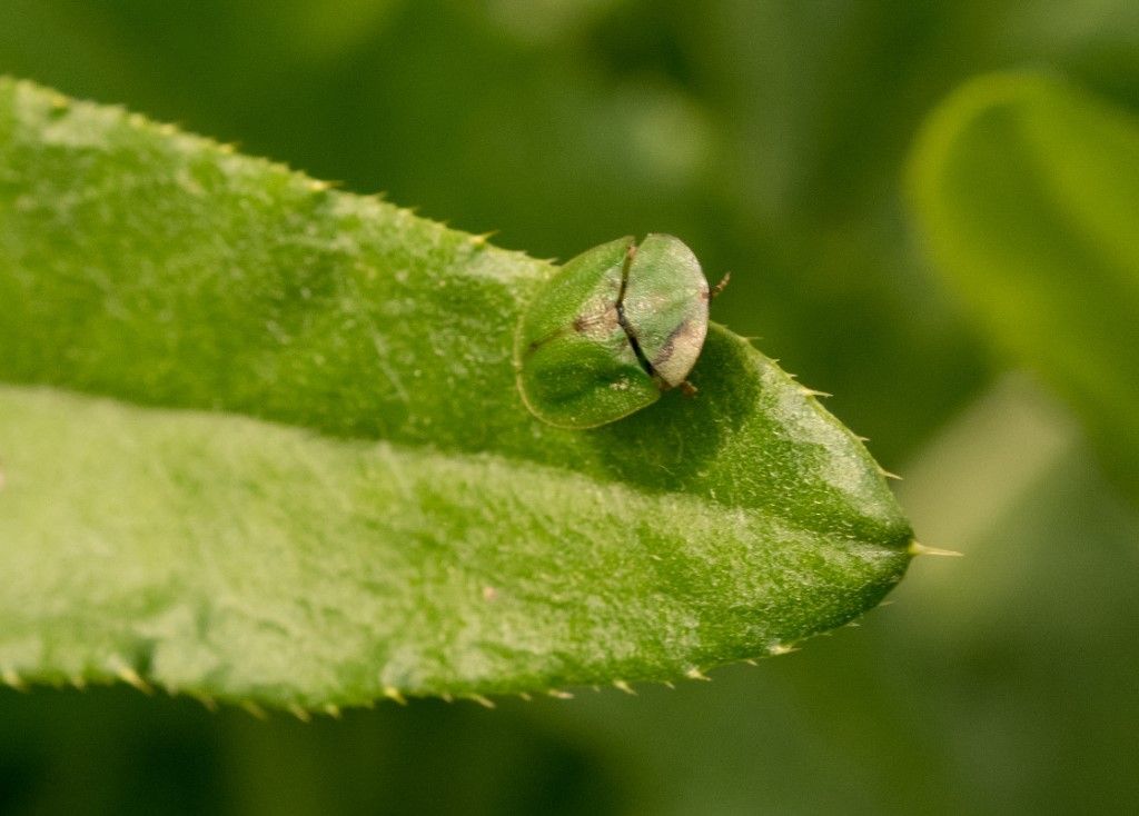 Cassida da identificare