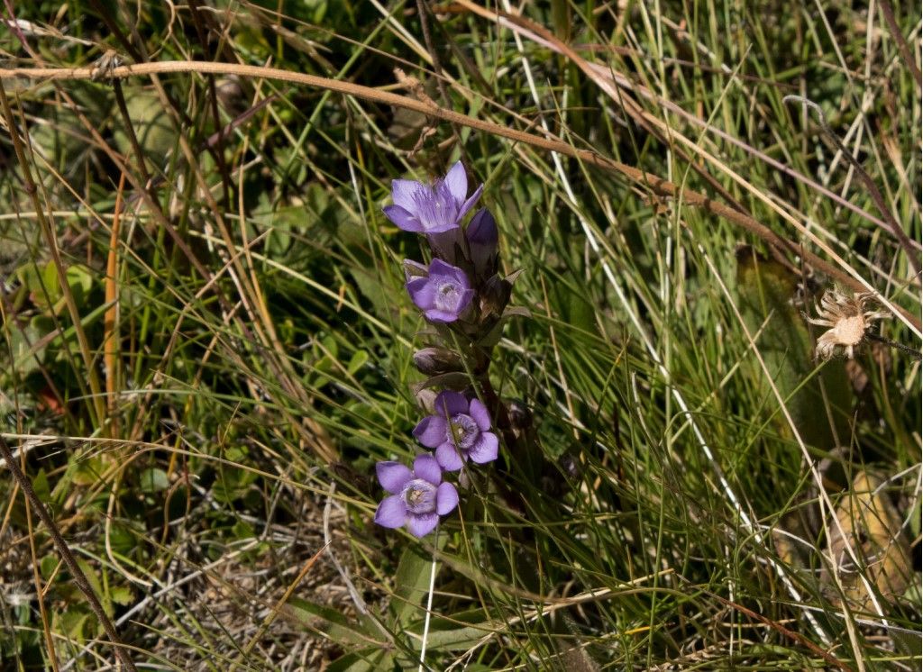 Aiuto per identificazione