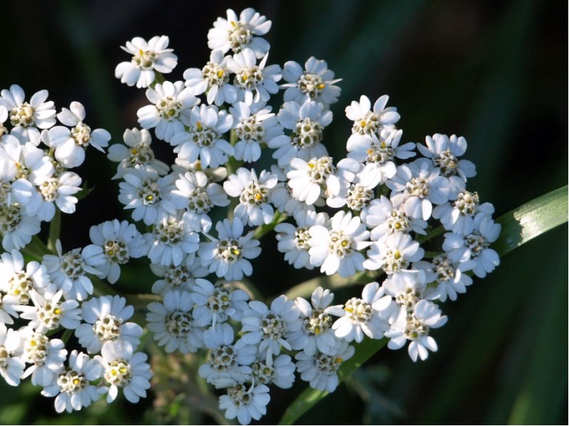 Achillea cfr. millefolium