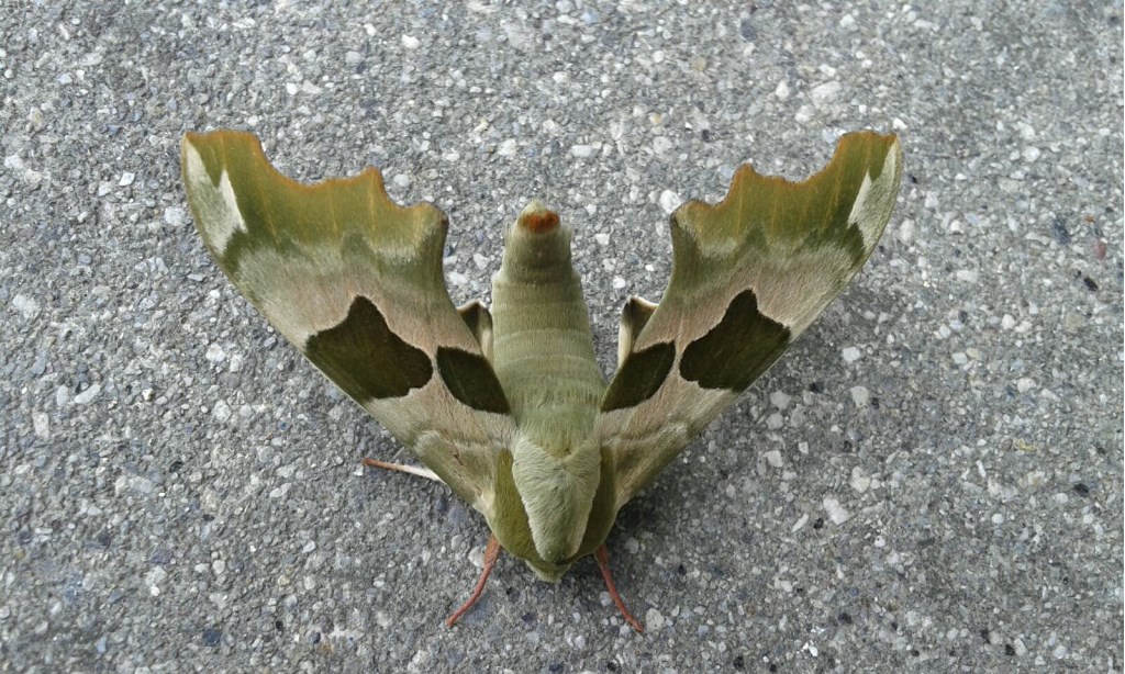 Falena da identificare - Mimas tiliae, Sphingidae.