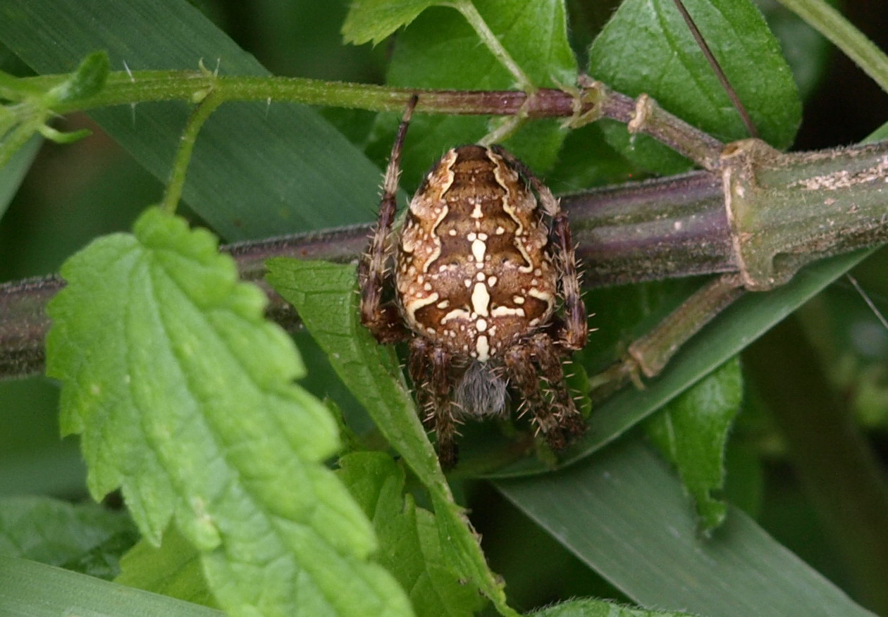 Araneus diadematus - Crema (CR)