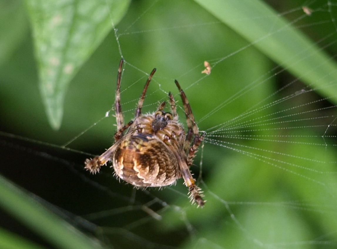 Araneus diadematus - Crema (CR)