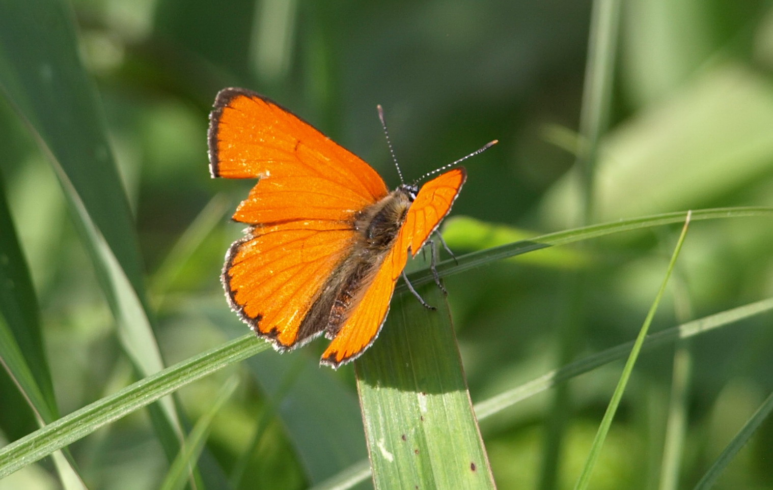 Farfalla da identificare - Lycaena dispar