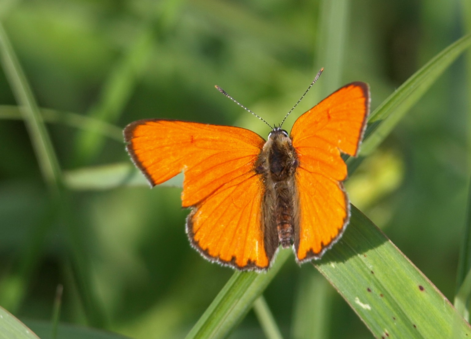 Farfalla da identificare - Lycaena dispar