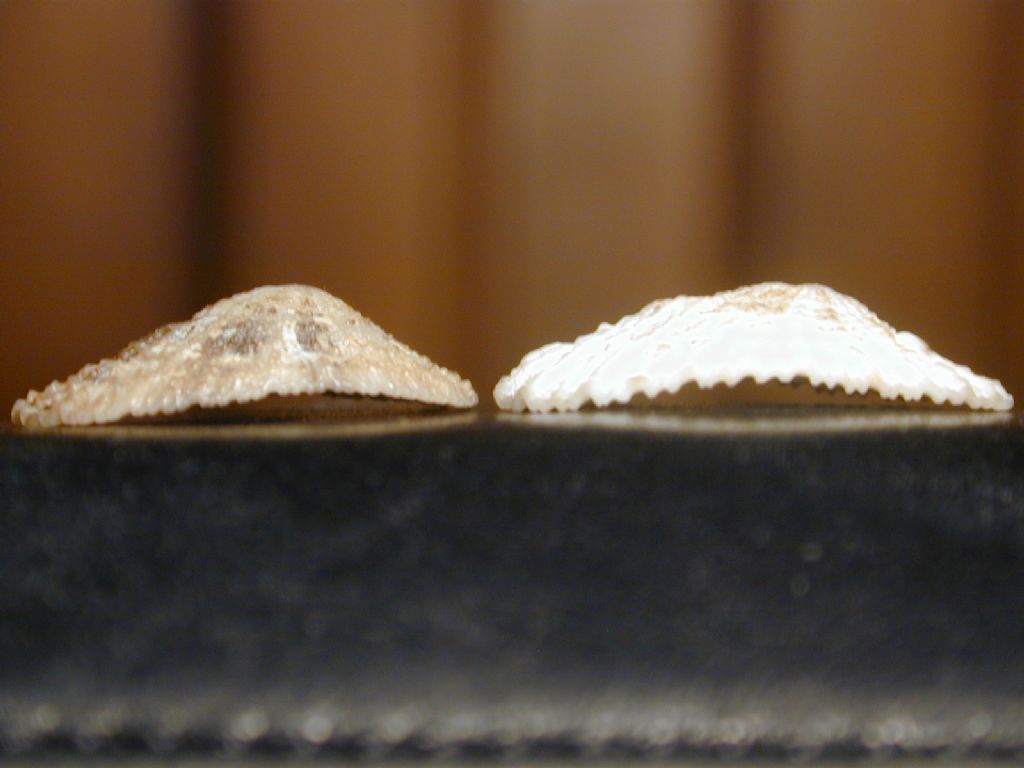 fissurelle da determinare