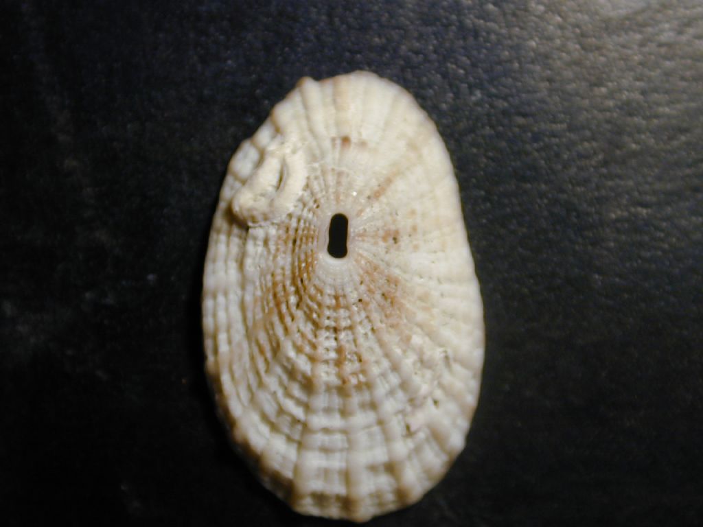 fissurelle da determinare