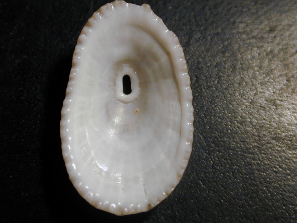 fissurelle da determinare