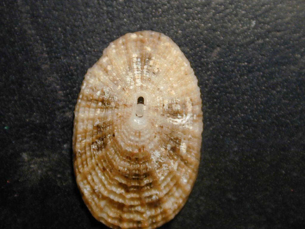 fissurelle da determinare