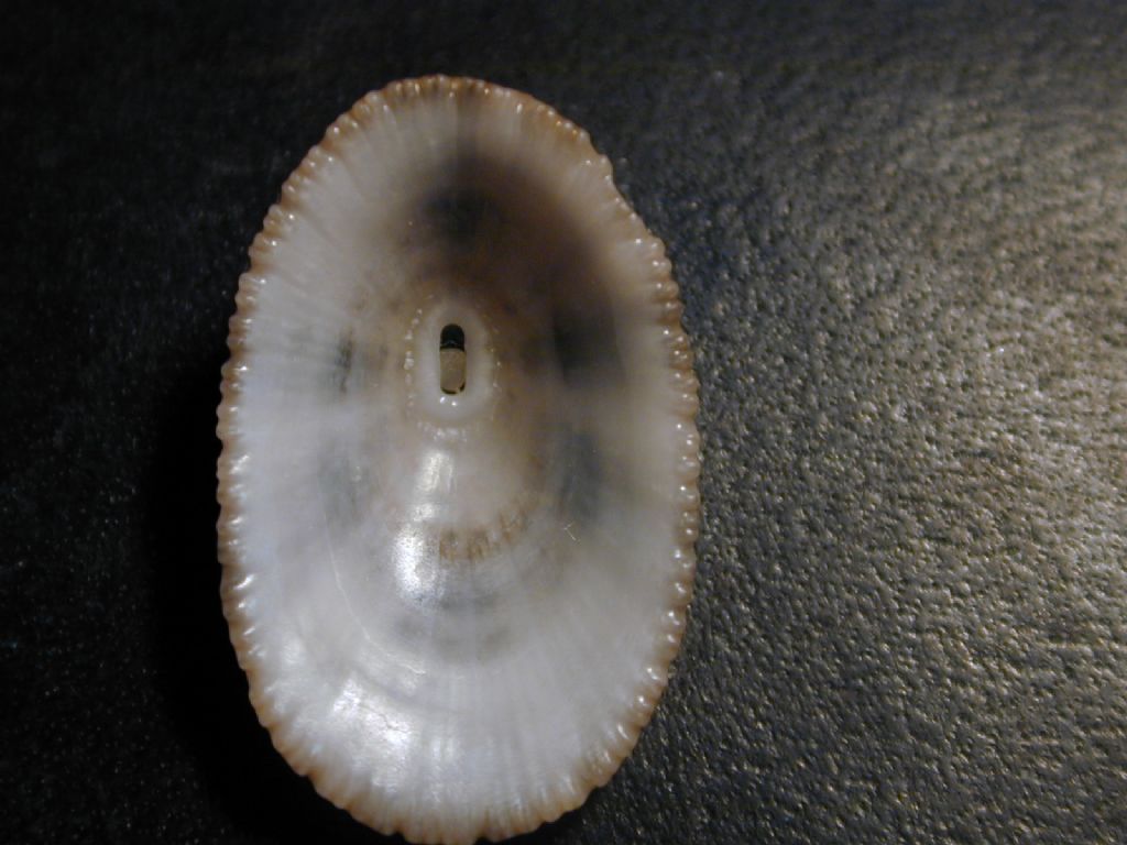 fissurelle da determinare