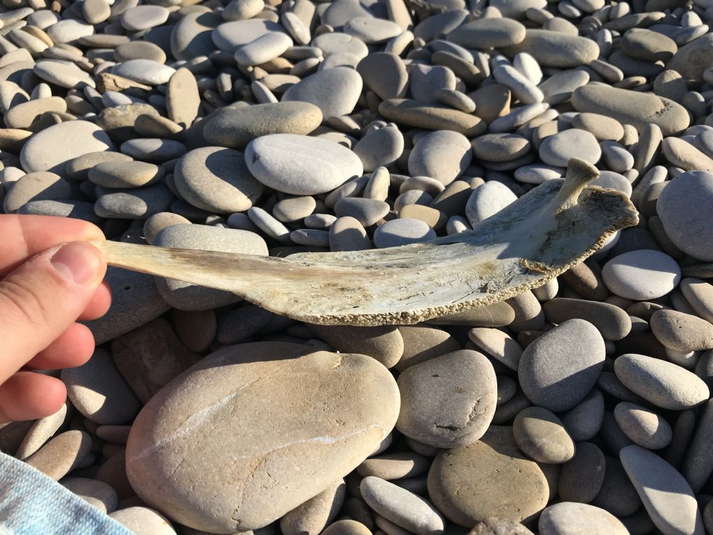 Rinvenuto osso in spiaggia