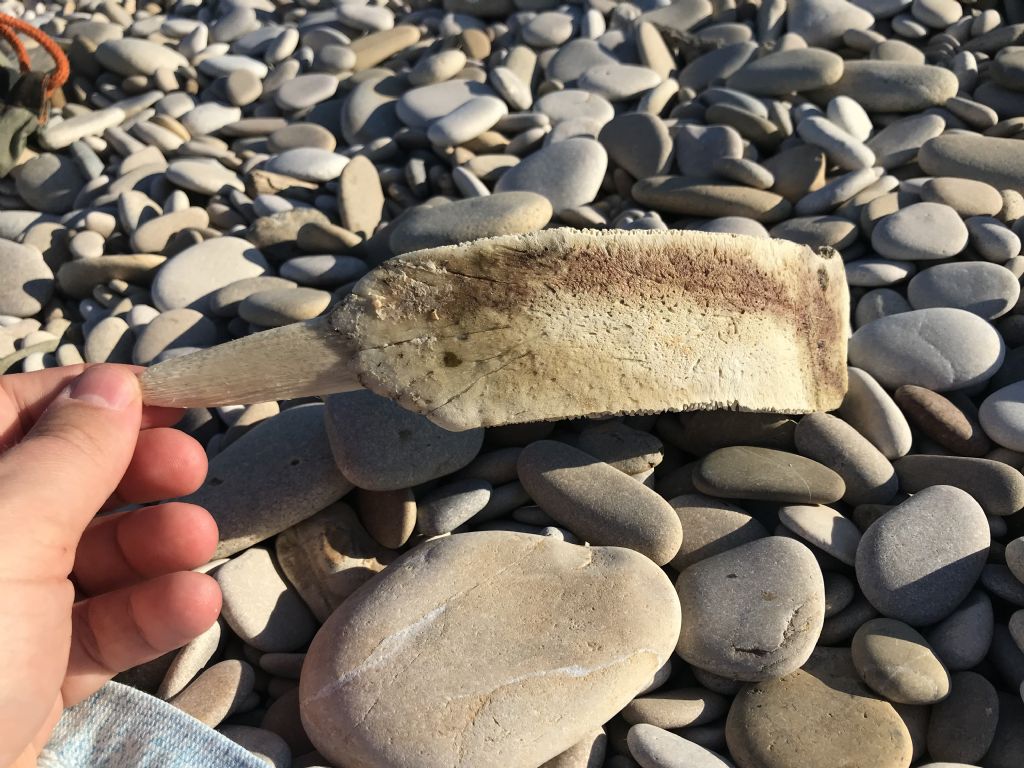 Rinvenuto osso in spiaggia