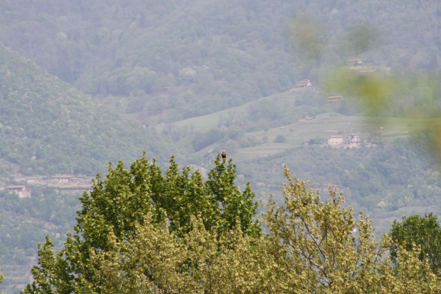 Rapace... Falco di palude