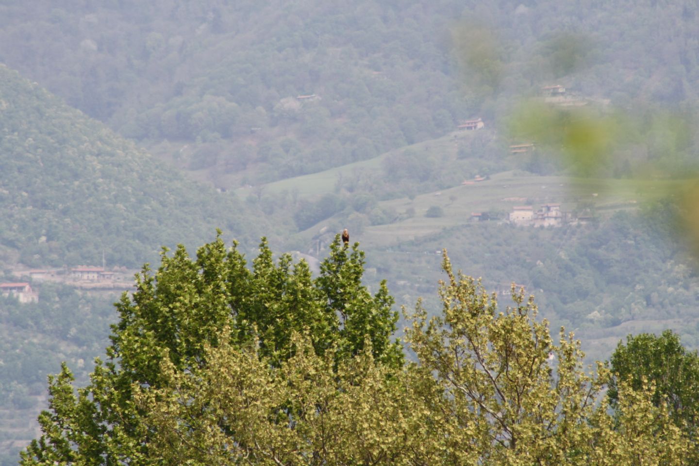 Rapace... Falco di palude