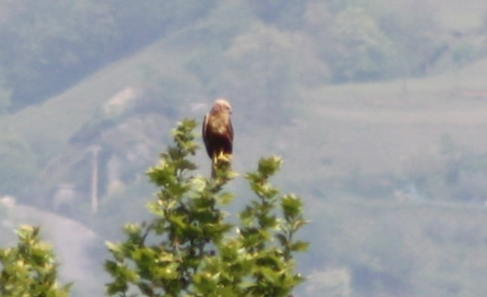 Rapace... Falco di palude