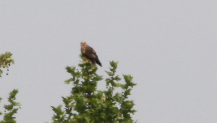 Rapace... Falco di palude