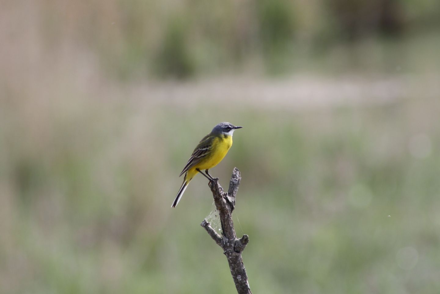 Cutrettola (Motacilla flava)