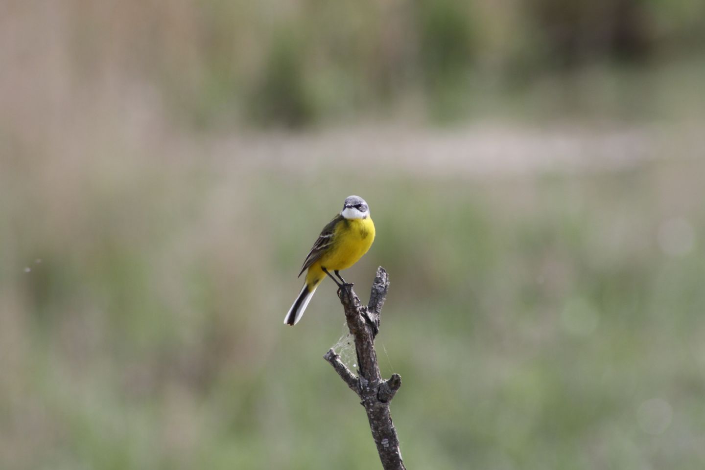 Cutrettola (Motacilla flava)