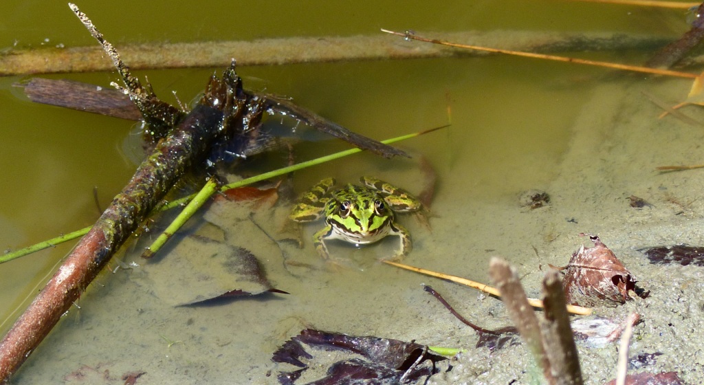 Rana esculenta? Pelophylax sp. (TO)