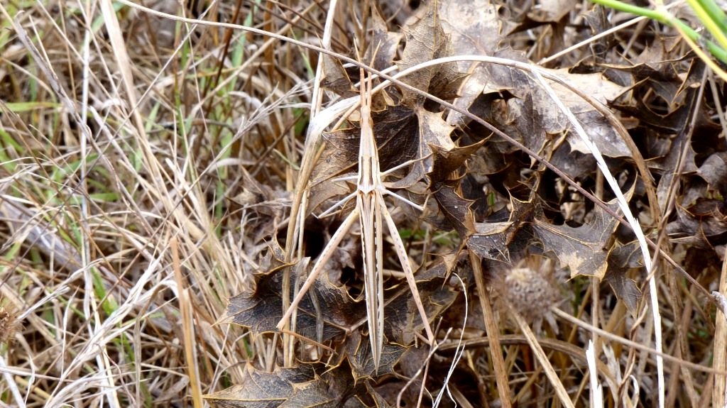 Acrididae da identificare