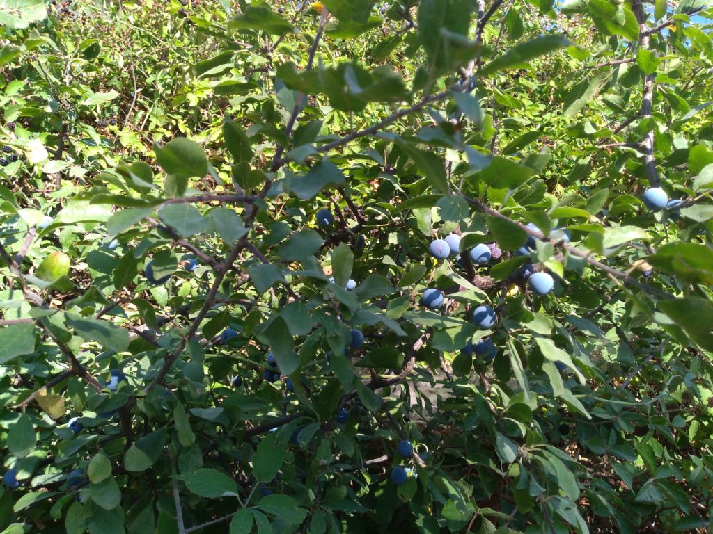 Prunus spinosa