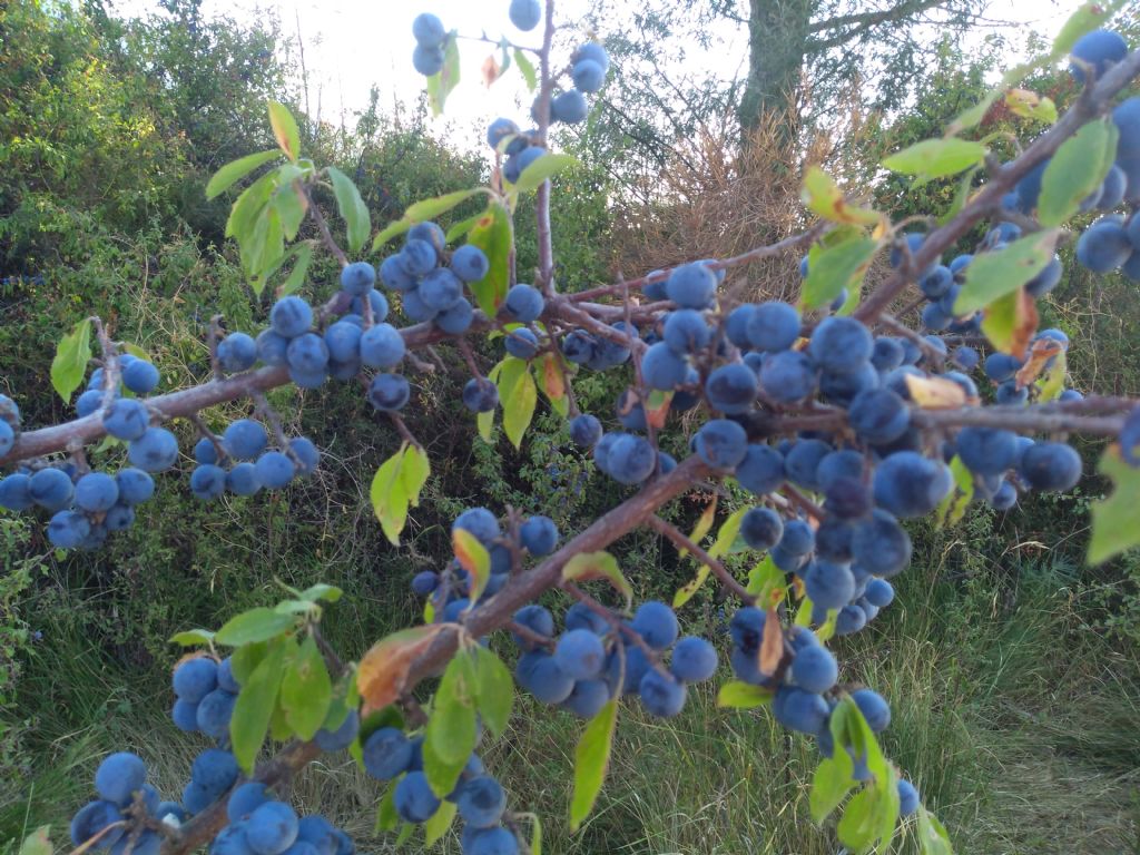 Prunus spinosa