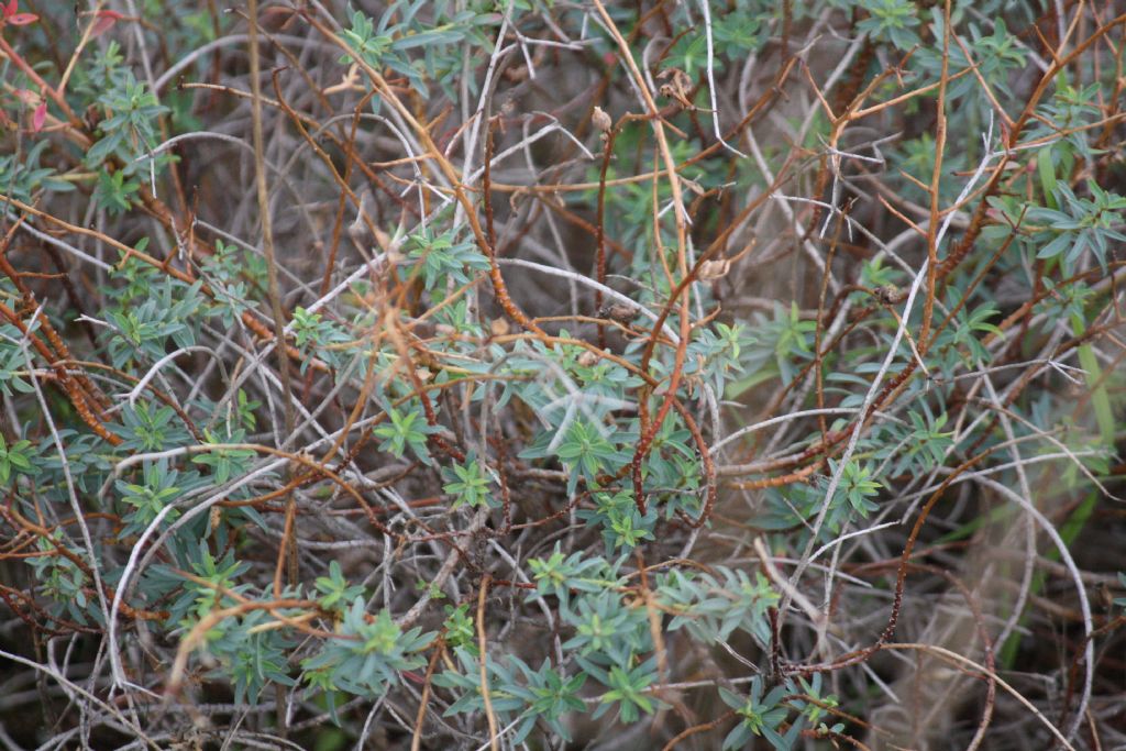 Euphorbia dendroides?  Euphorbia cfr. dendroides