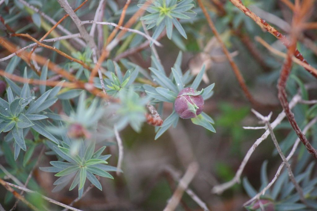 Euphorbia dendroides?  Euphorbia cfr. dendroides