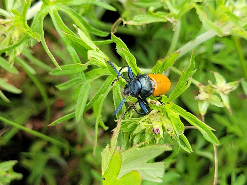 Chrysomelidae: maschi di Labidostomis taxicornis