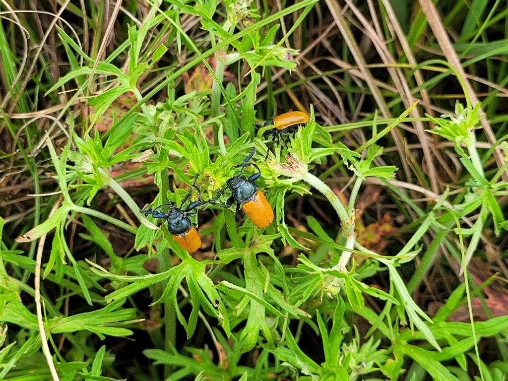 Chrysomelidae: maschi di Labidostomis taxicornis
