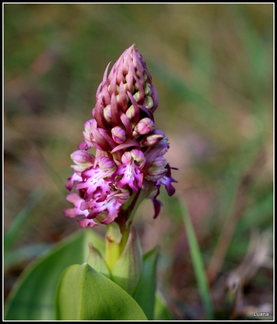 Himantoglossum robertianum