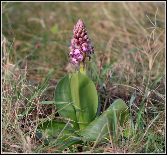 Himantoglossum robertianum
