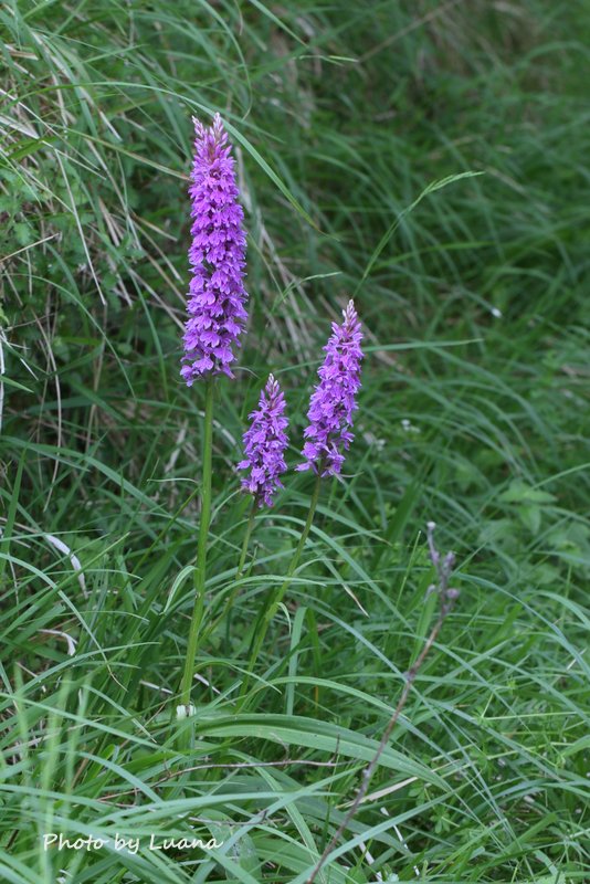 Dactylorhiza maculata con biforcazione floreale