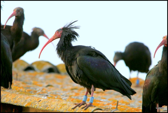 Ibis eremita ( Geronticus eremita )