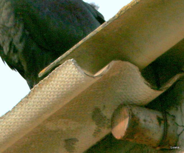 Ibis eremita ( Geronticus eremita )