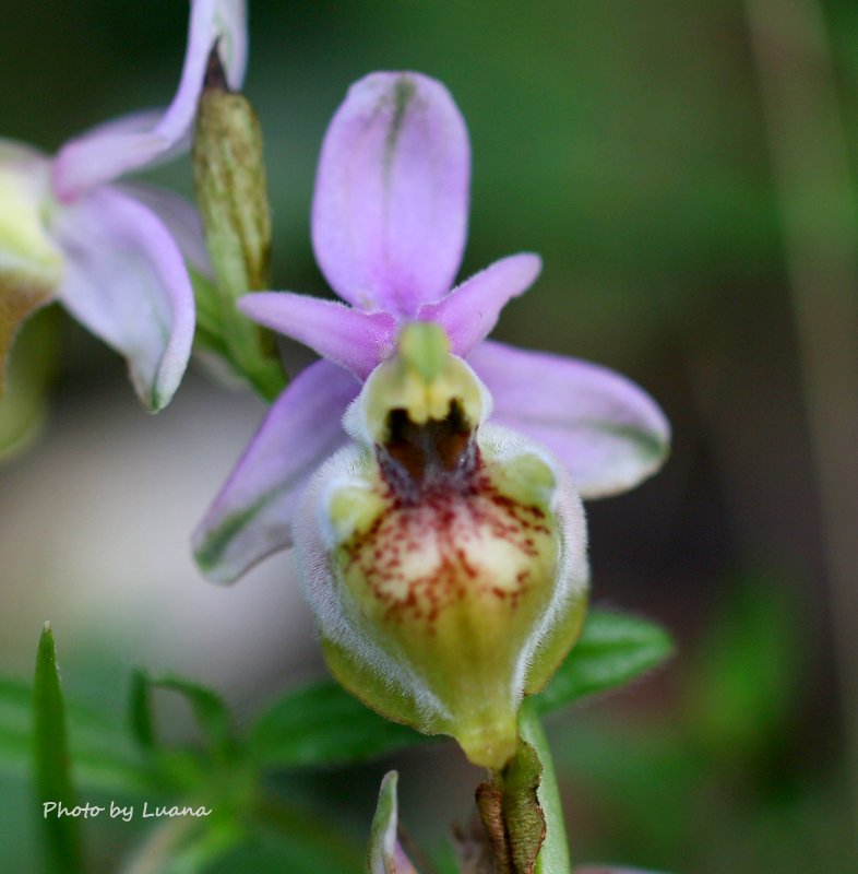 O. holosericea subsp. dinarica apocromatica