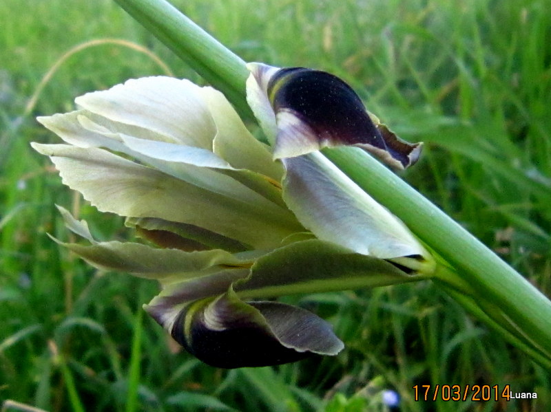 Iris tuberosa