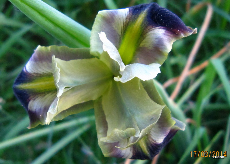 Iris tuberosa