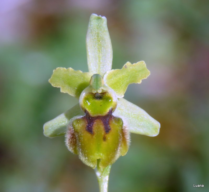 Ophrys apocromatiche del Senese