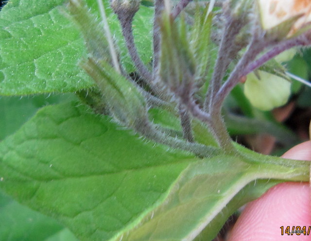 Symphytum  cfr. tuberosum