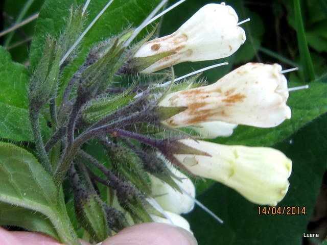 Symphytum  cfr. tuberosum