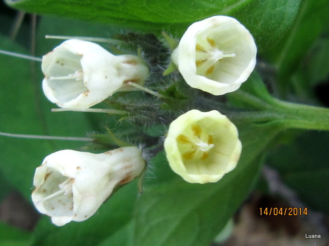 Symphytum  cfr. tuberosum