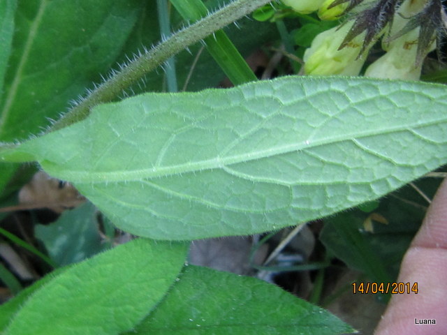 Symphytum  cfr. tuberosum